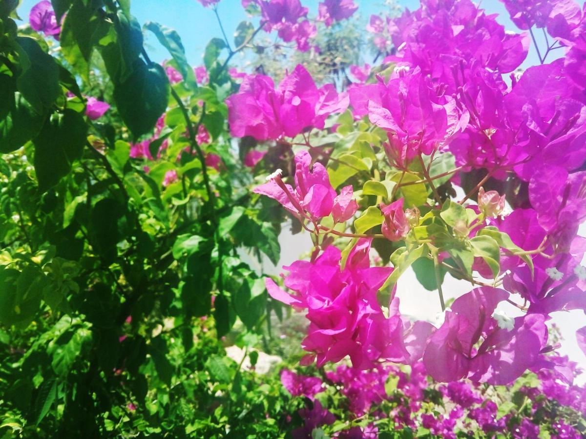 Cytyz Appart Hotel Mahajanga Bagian luar foto